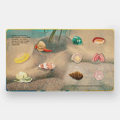 Shells... And What They Hide Inside
