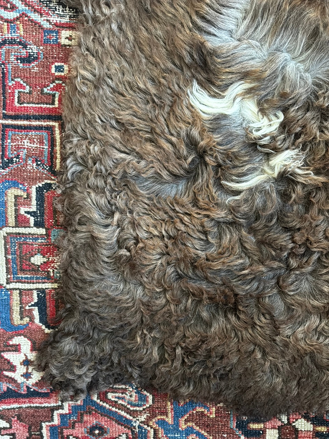 Sheep Skin - Brown + White