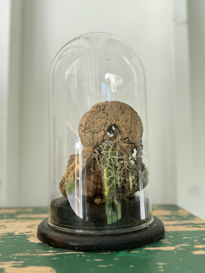 Antique Glass Bell Jar