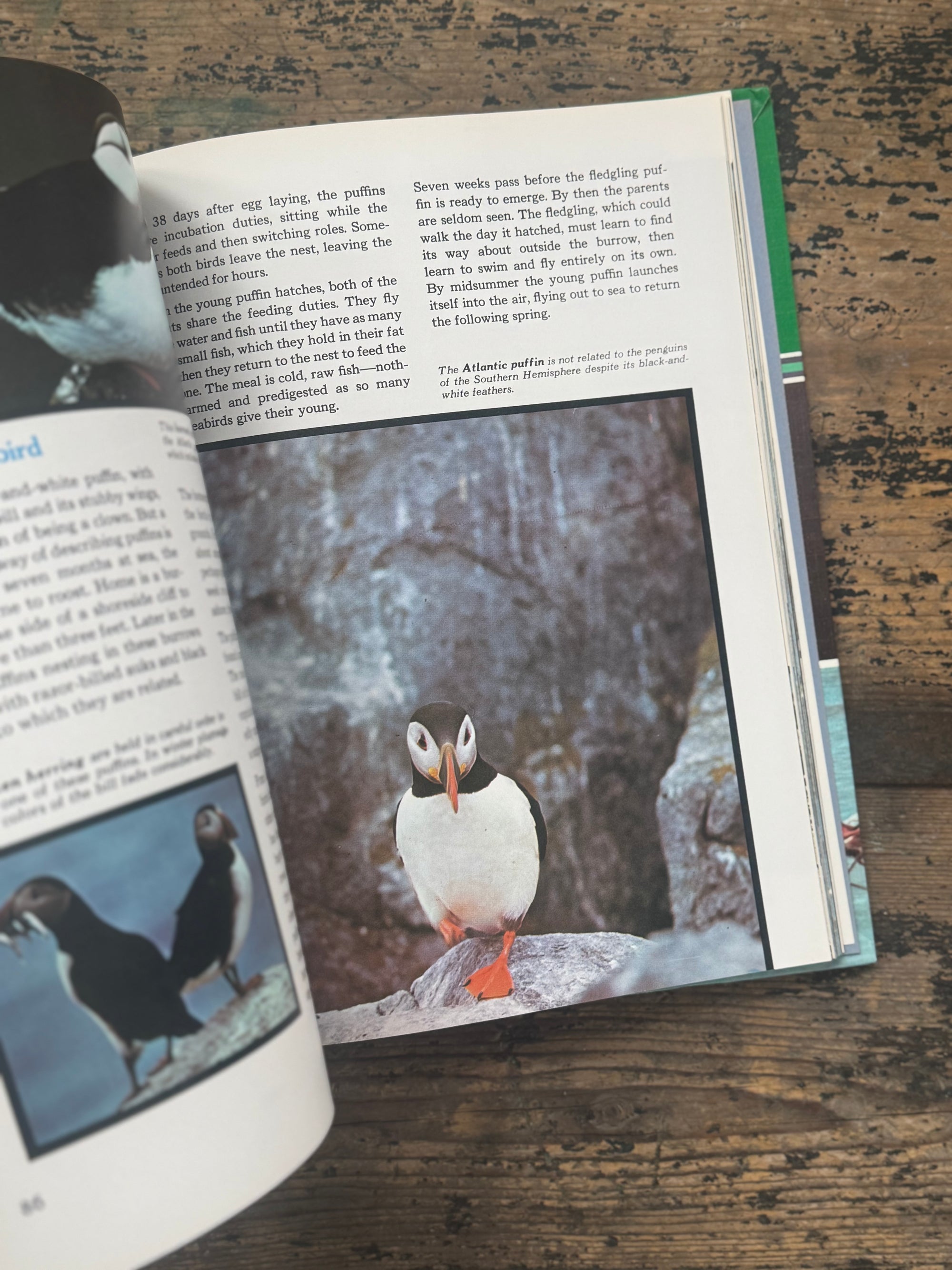 1973 The Ocean World Of Jacques Cousteau Vol 10 Book