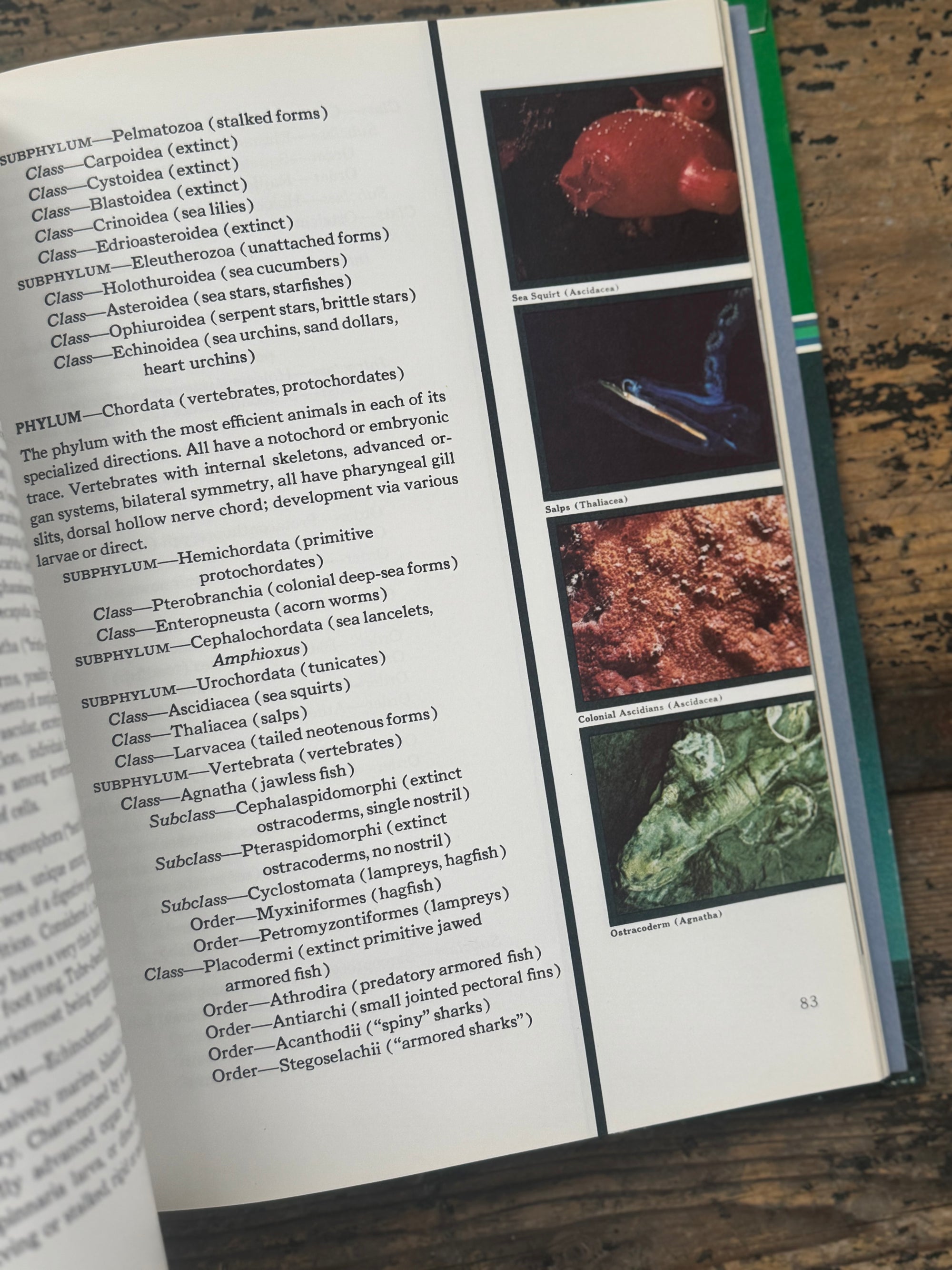 1973 The Ocean World Of Jacques Cousteau Vol 20 Book