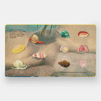 Shells... And What They Hide Inside - Diamonds & Rust