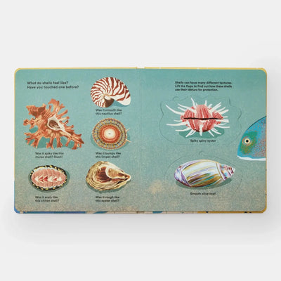 Shells... And What They Hide Inside - Diamonds & Rust