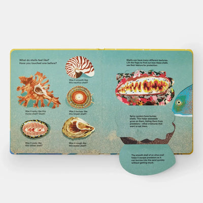 Shells... And What They Hide Inside - Diamonds & Rust