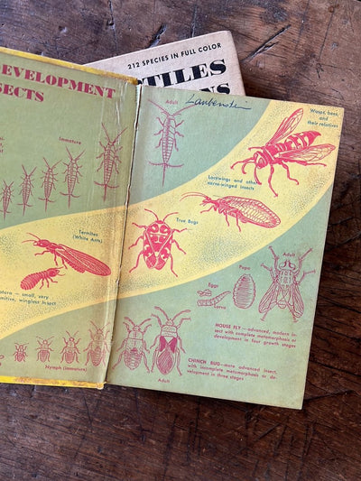 1951 A Golden Guide - Insects - Hardcover - Diamonds & Rust