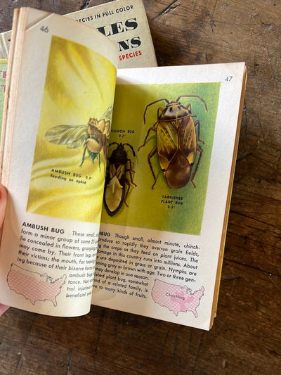 1951 A Golden Guide - Insects - Hardcover - Diamonds & Rust