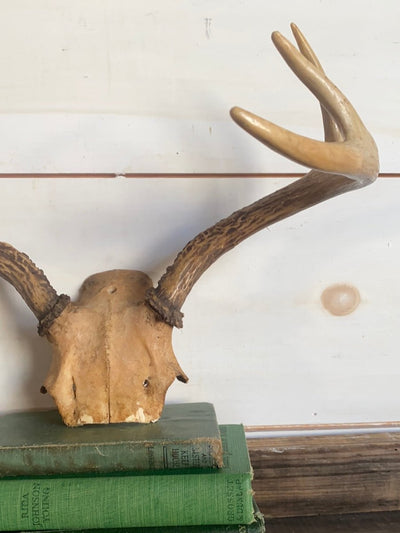 6 Point Deer Antlers - Diamonds & Rust