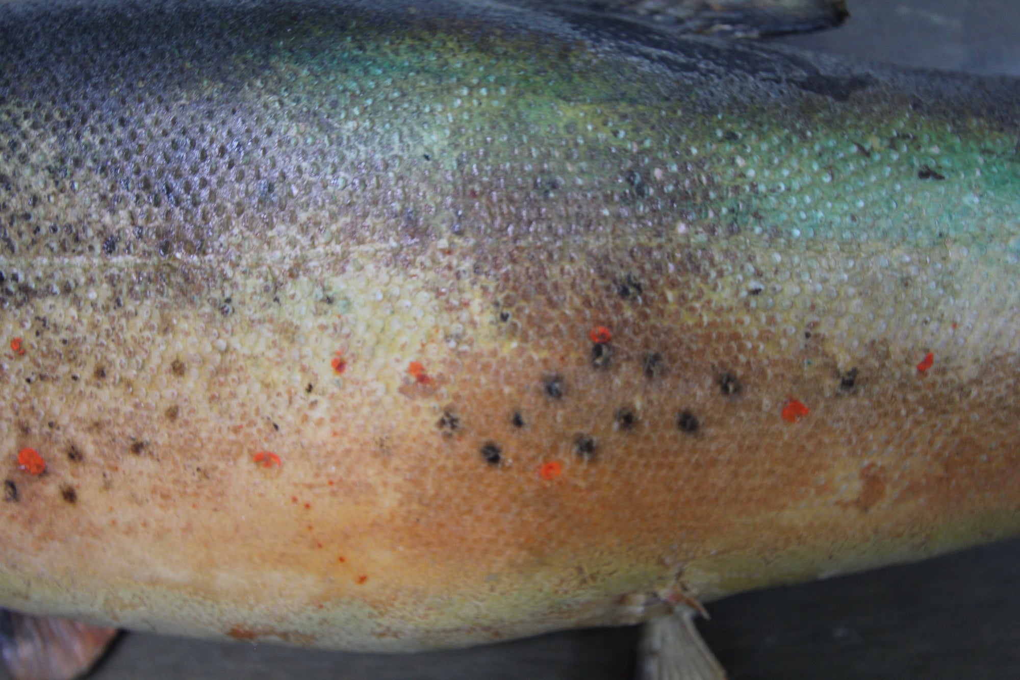 Vintage Taxidermy Trout - Diamonds & Rust