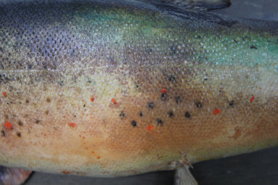 Vintage Taxidermy Trout - Diamonds & Rust