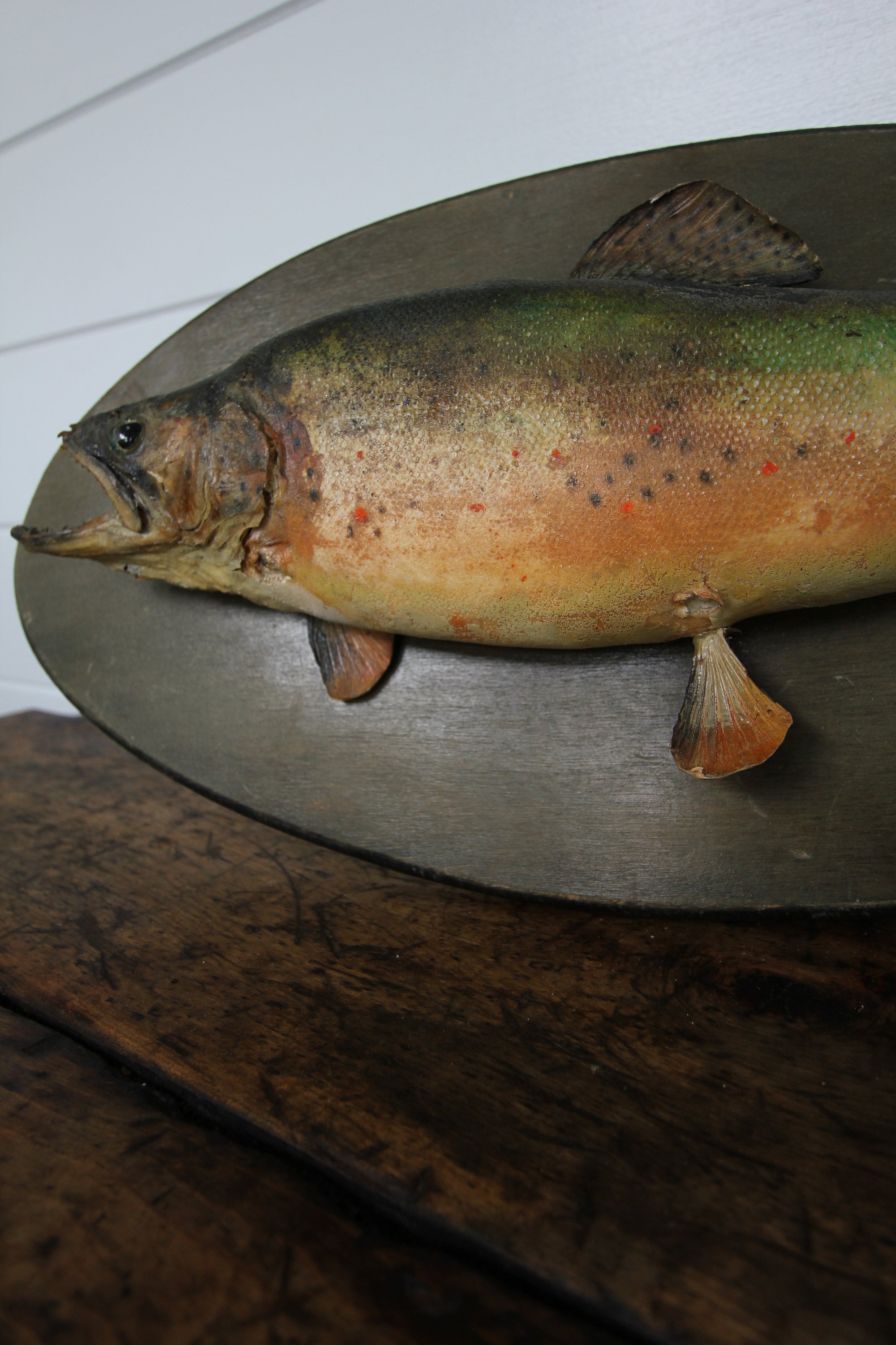 Vintage Taxidermy Trout - Diamonds & Rust