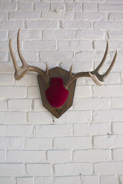 8 Point Mounted Antlers - Diamonds & Rust