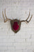 8 Point Mounted Antlers - Diamonds & Rust