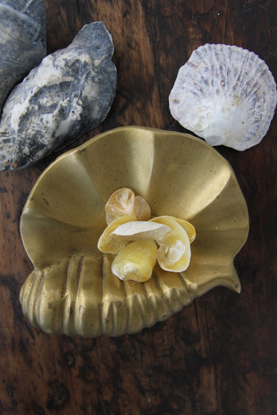 Brass Clam Catchall