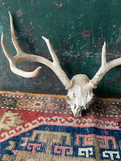 Field Found 8 Point Deer Skull - Diamonds & Rust