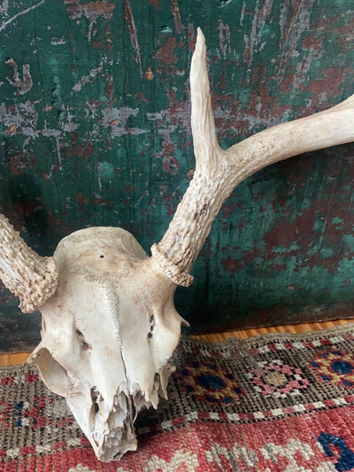 Field Found 8 Point Deer Skull - Diamonds & Rust