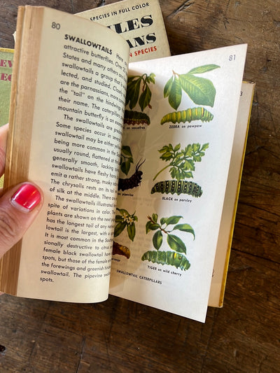 1951 A Golden Guide - Insects - Hardcover