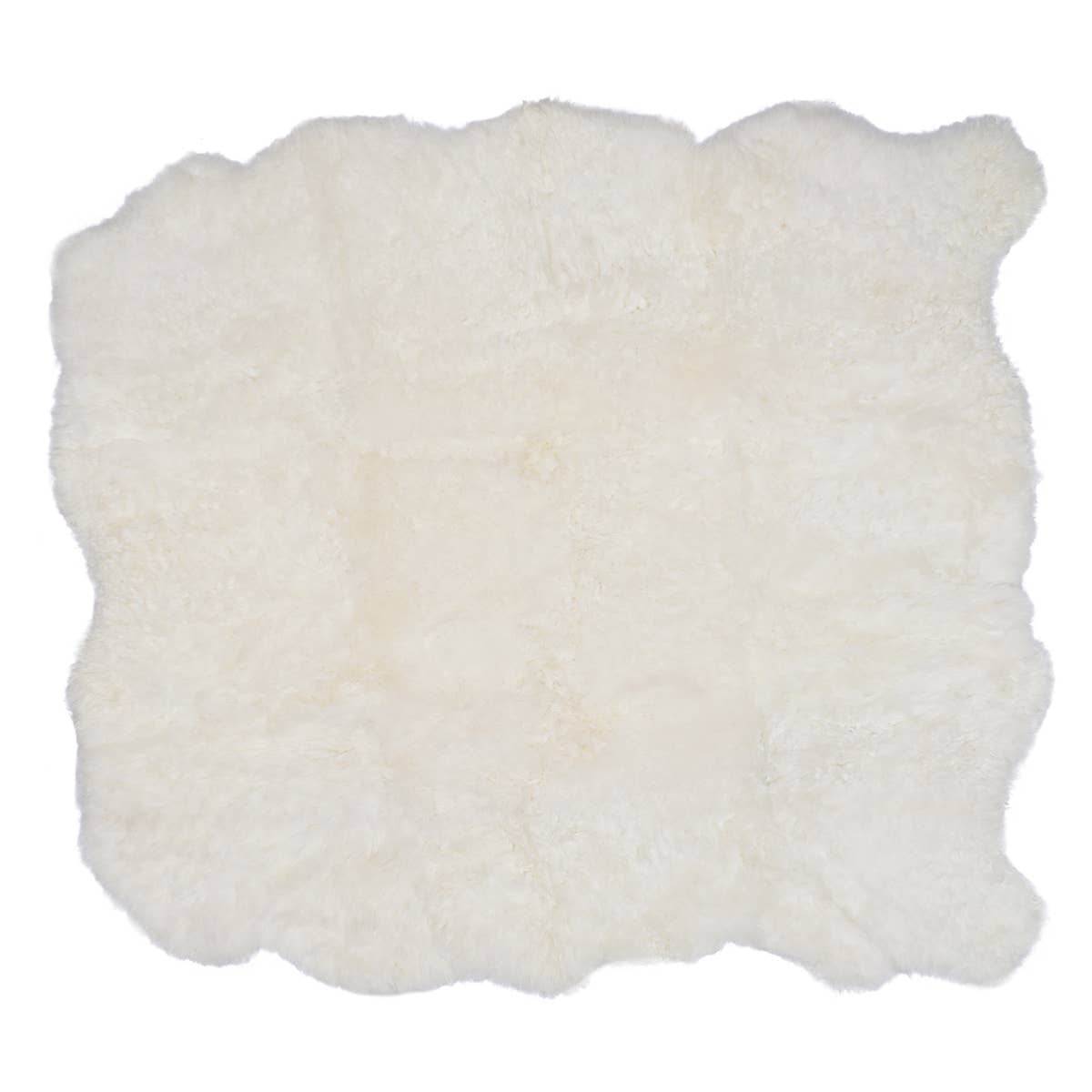 Icelandic Sheep: Single Shorn