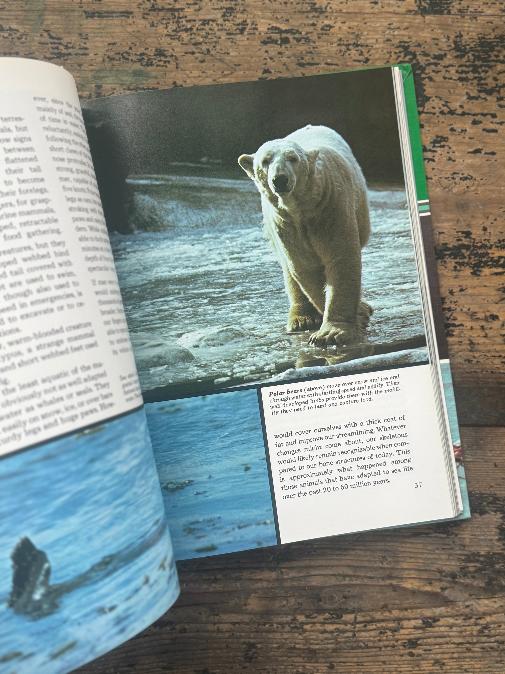 1973 The Ocean World Of Jacques Cousteau Vol 10 Book