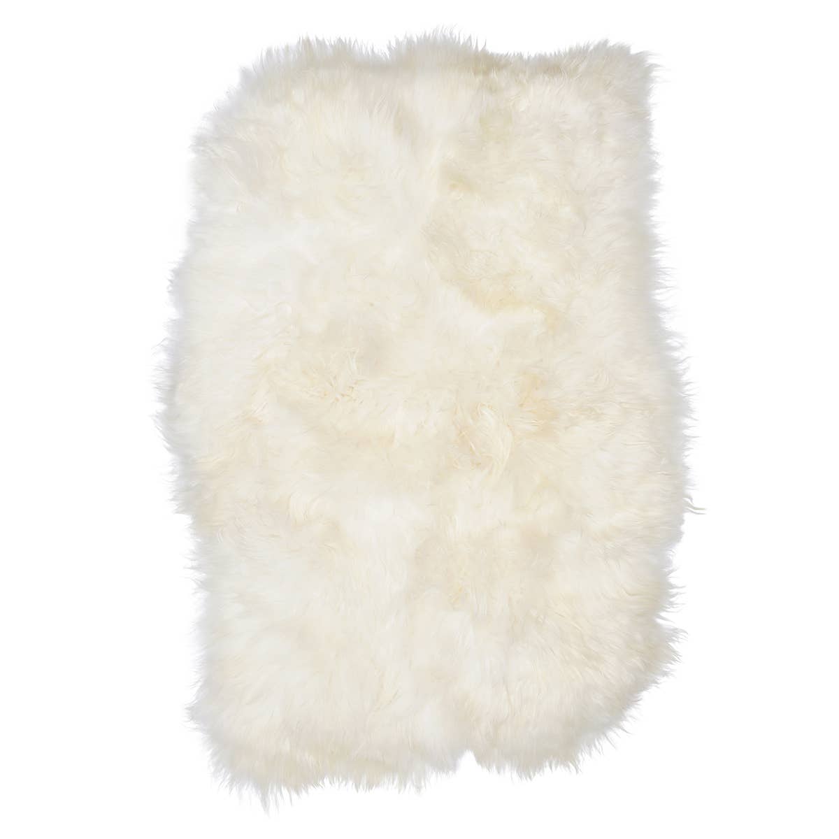 Icelandic Sheep: Single Shorn