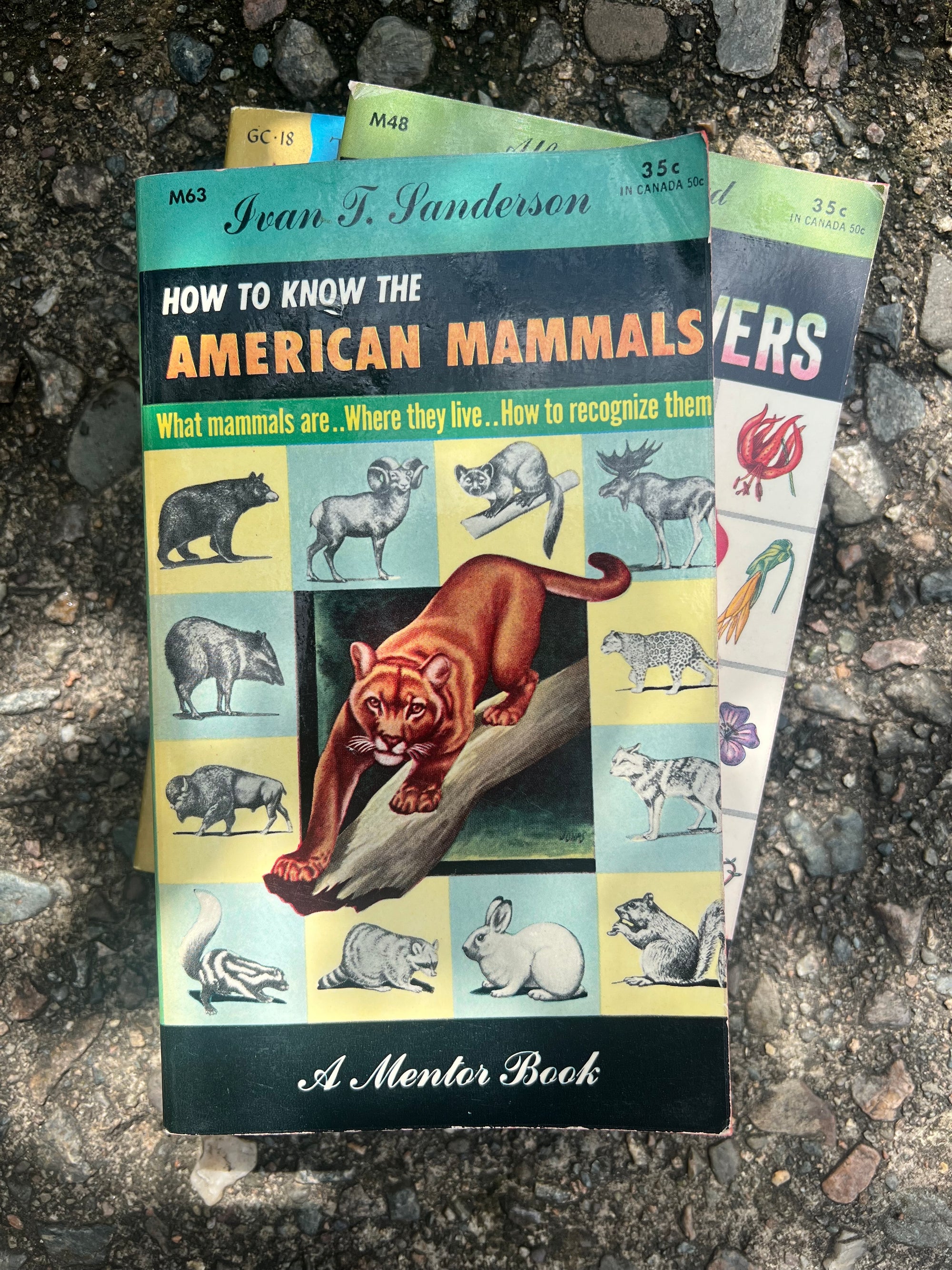 How To Know The America Mammals Book