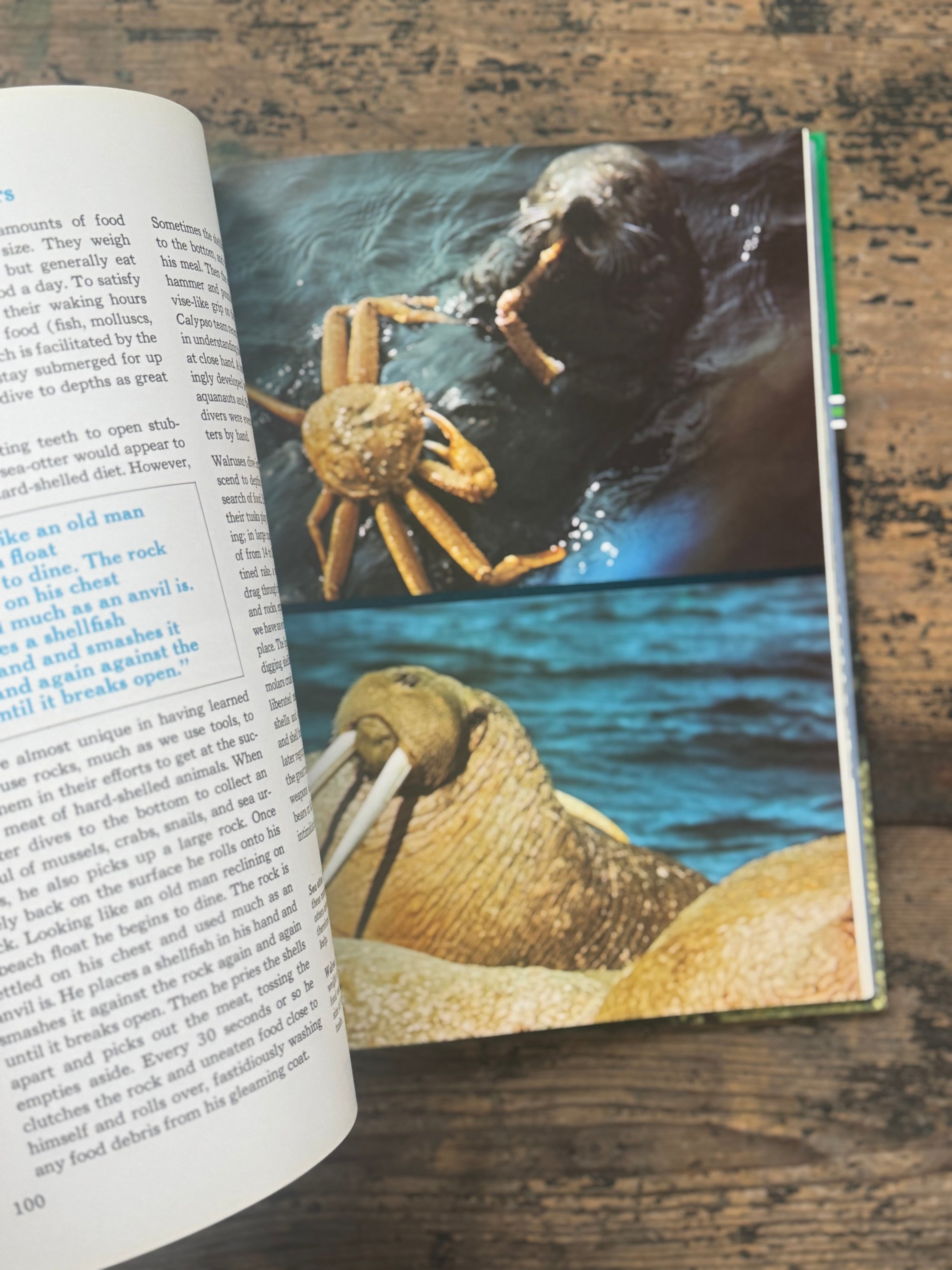 1973 The Ocean World Of Jacques Cousteau Vol 3 Book