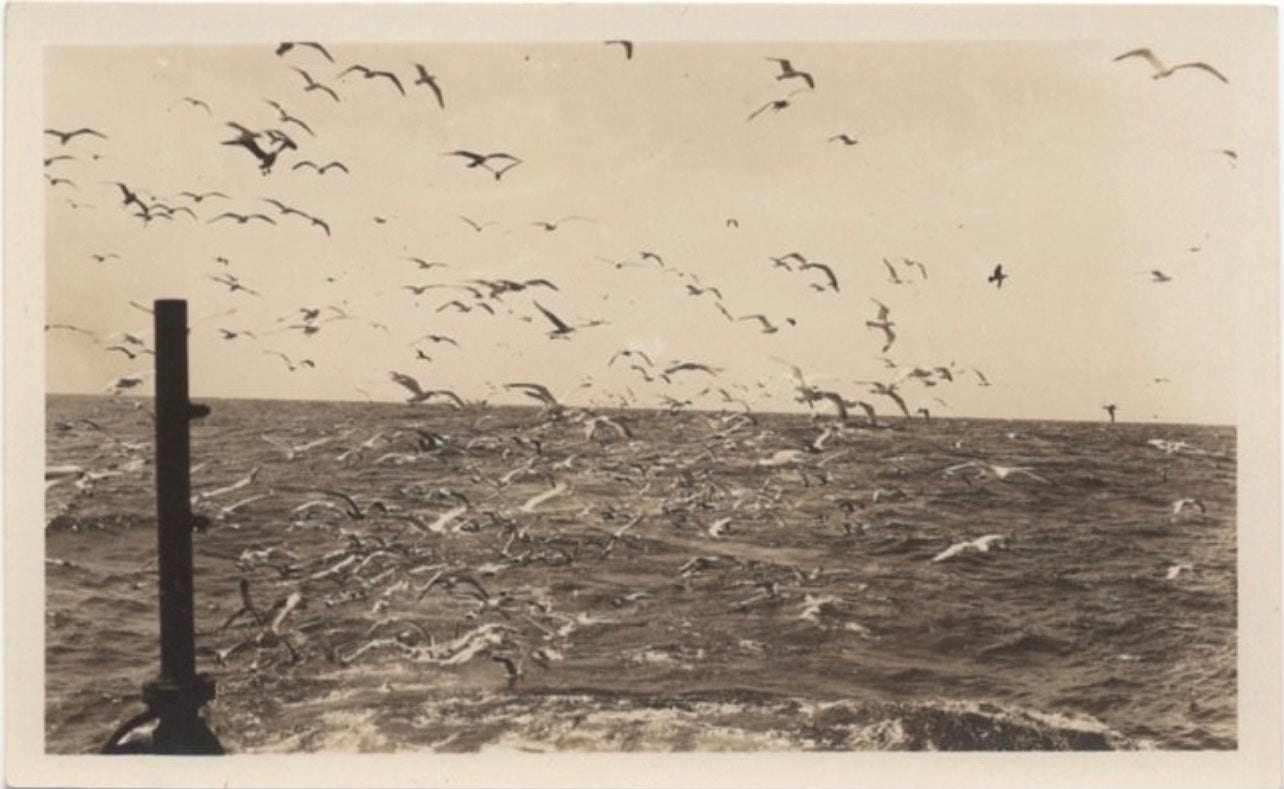 found film seagulls open ocean 