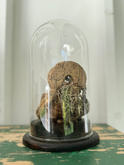 Antique Glass Bell Jar - Diamonds & Rust