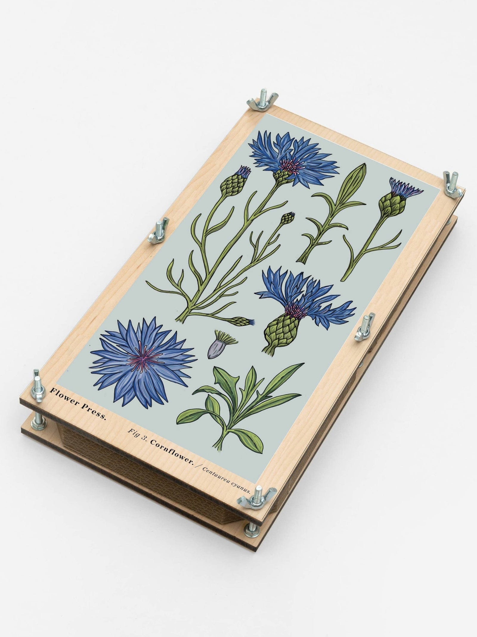 Large Flower Press - Vintage Cornflower