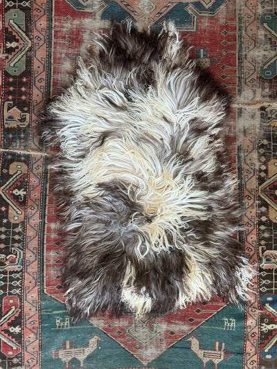 Curlcoat Sheep Skin - Diamonds & Rust