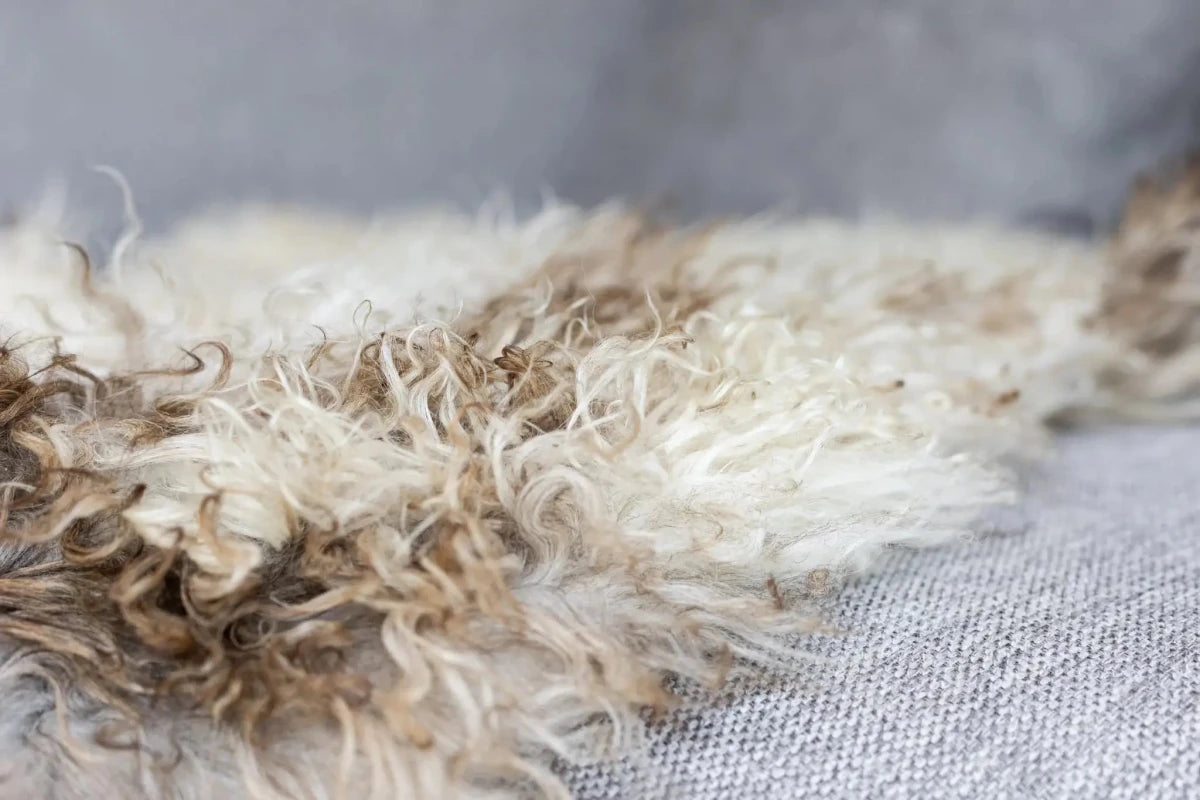 Curly Austrian Sheepskin | Natural Multi-tone | 105x60 cm - Diamonds & Rust