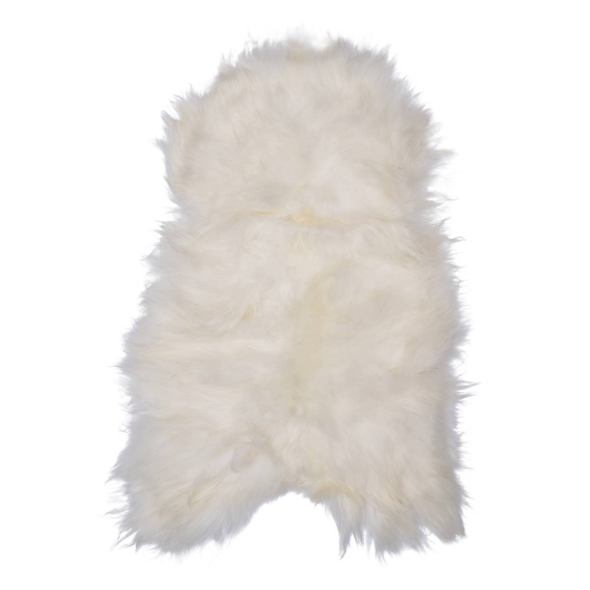 Icelandic Sheep: Single Shorn