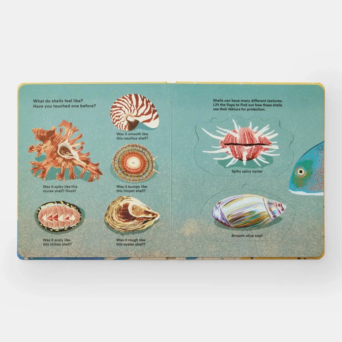 Shells... And What They Hide Inside - Diamonds & Rust