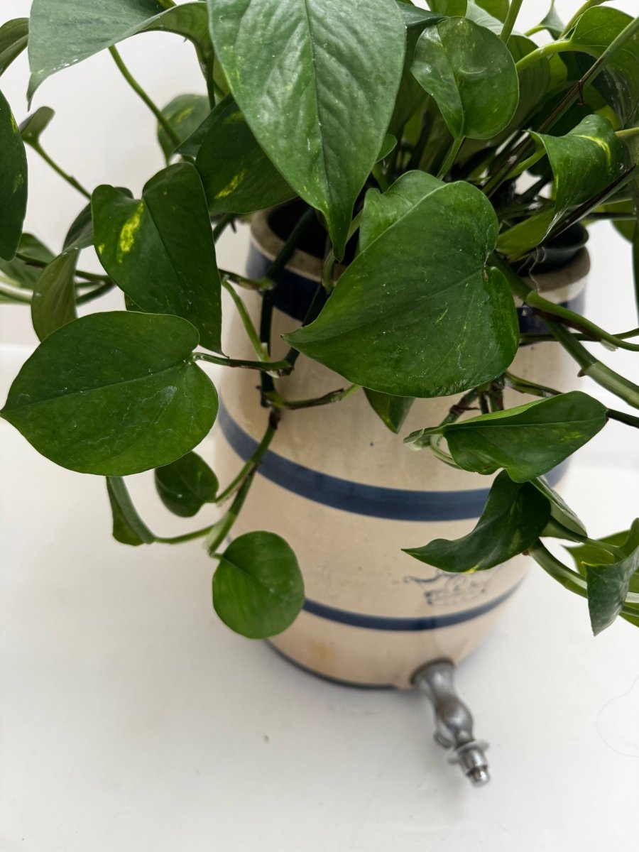 VTG Stoneware Drink Dispenser - Diamonds & Rust