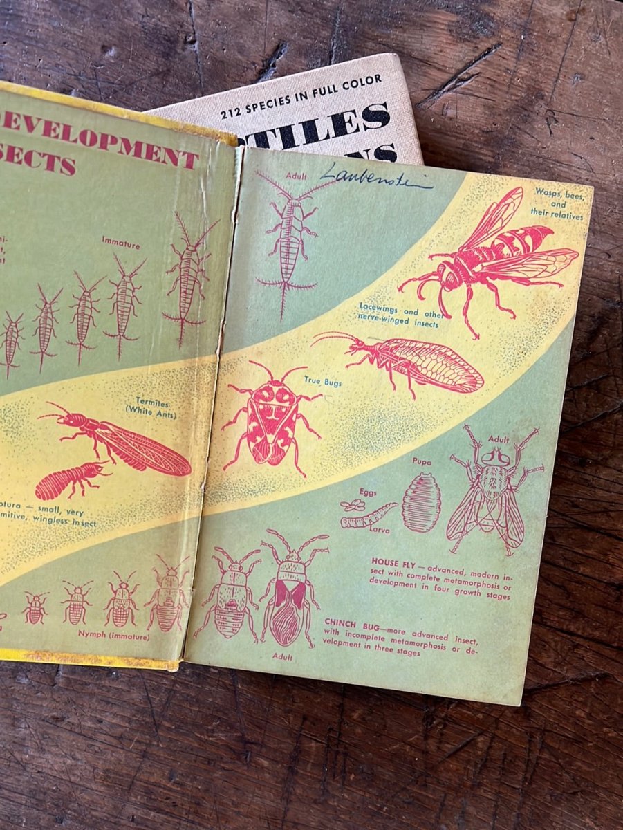 1951 A Golden Guide - Insects - Hardcover - Diamonds & Rust