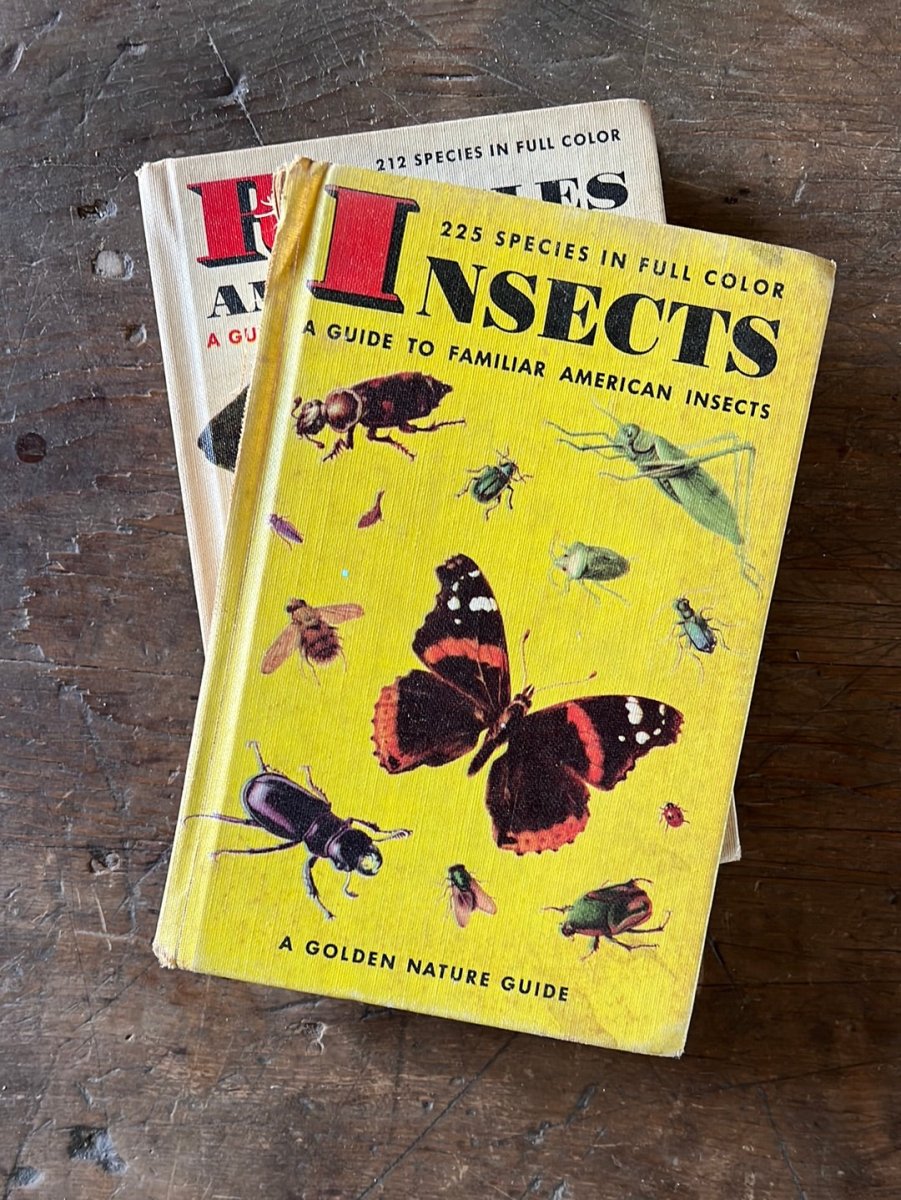 1951 A Golden Guide - Insects - Hardcover - Diamonds & Rust