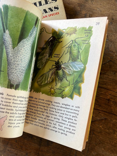 1951 A Golden Guide - Insects - Hardcover - Diamonds & Rust