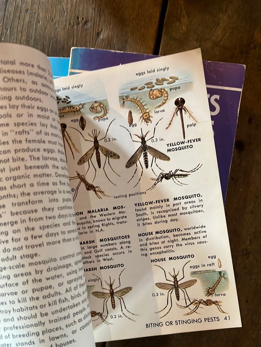 1966 A Golden Guide - Insect Pests - Diamonds & Rust