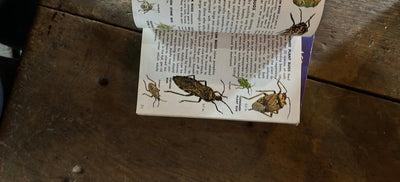 1966 A Golden Guide - Insect Pests - Diamonds & Rust