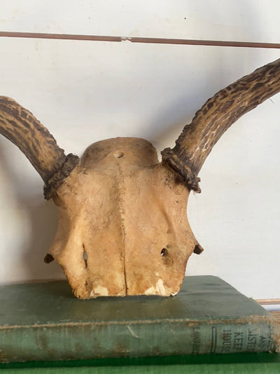 6 Point Deer Antlers - Diamonds & Rust