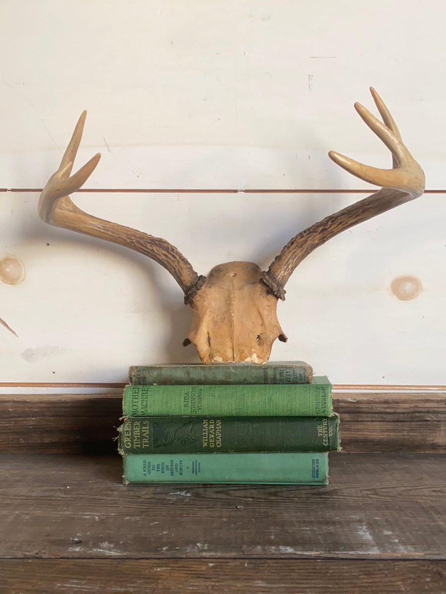 6 Point Deer Antlers - Diamonds & Rust