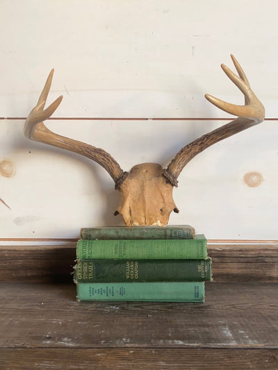 6 Point Deer Antlers - Diamonds & Rust
