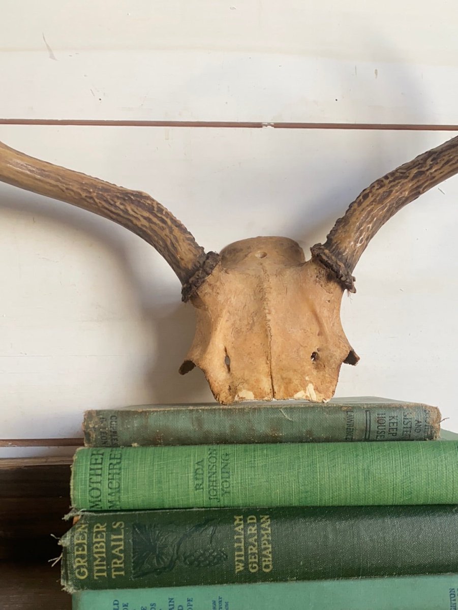 6 Point Deer Antlers - Diamonds & Rust