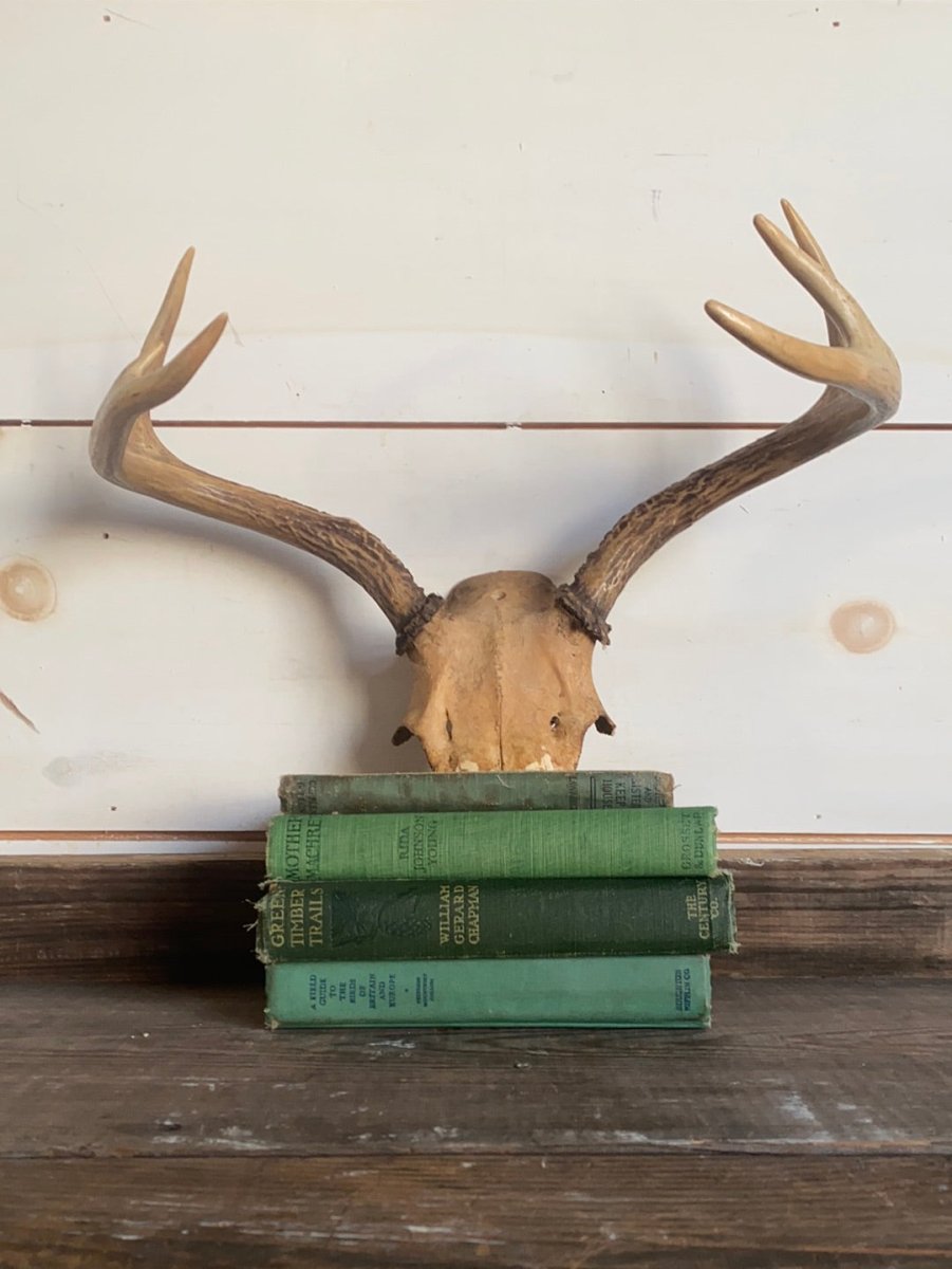 6 Point Deer Antlers - Diamonds & Rust
