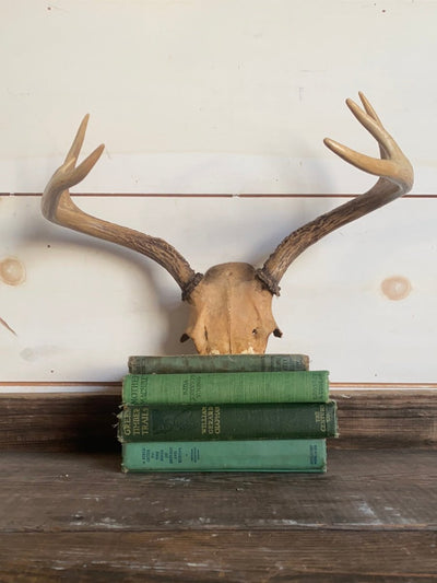 6 Point Deer Antlers - Diamonds & Rust