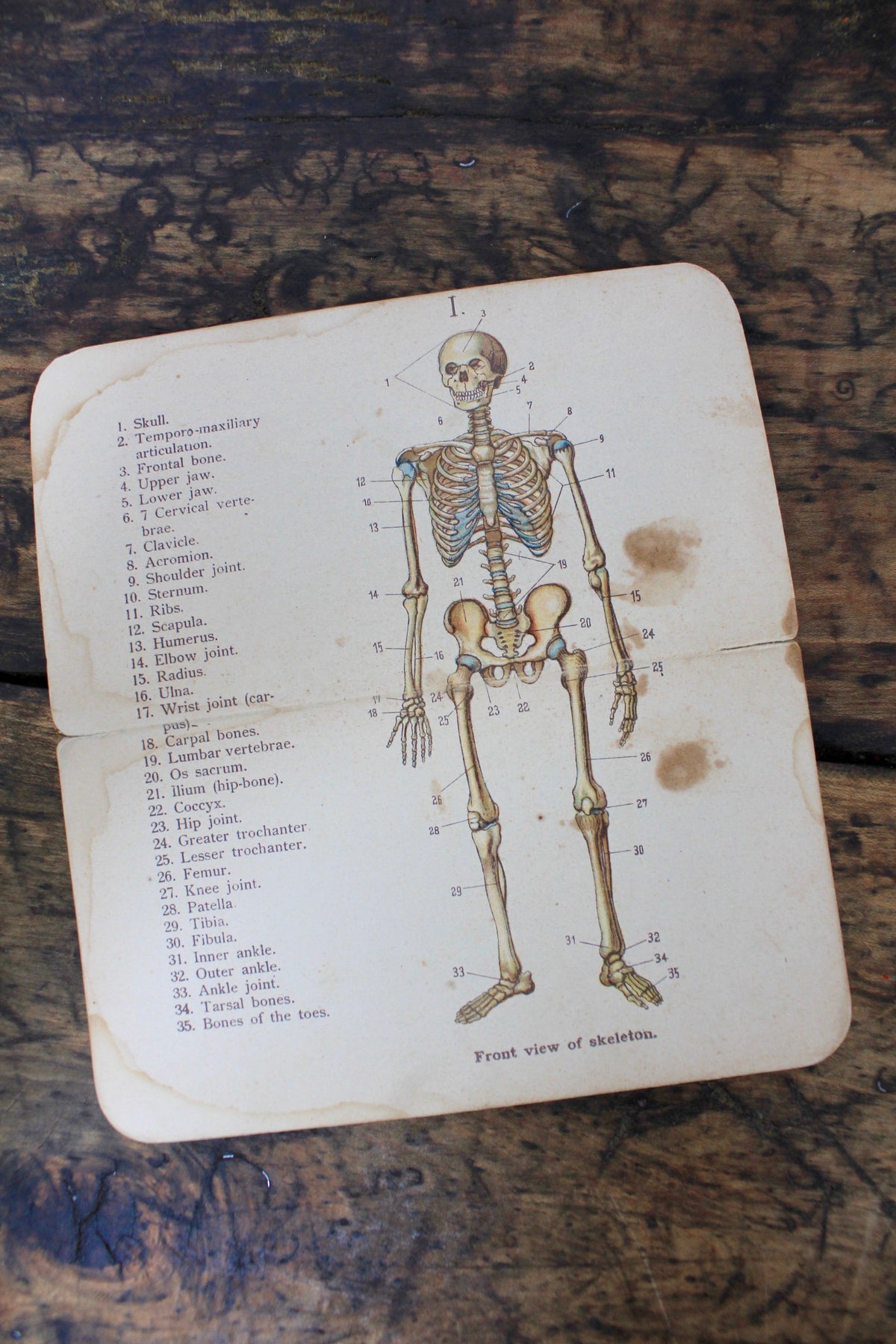 Pocket Guide: Human Anatomy - Diamonds & Rust