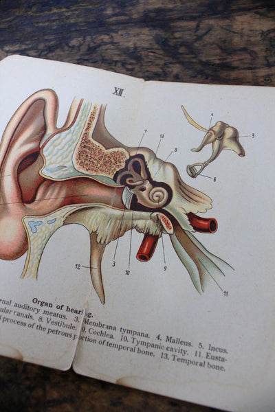 Pocket Guide: Human Anatomy - Diamonds & Rust