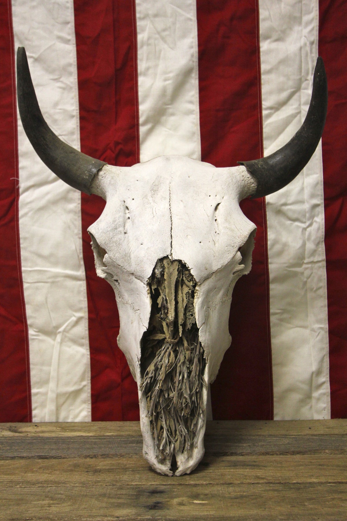 American Bison Buffalo Skull
