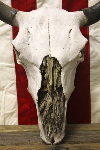 American Bison Buffalo Skull