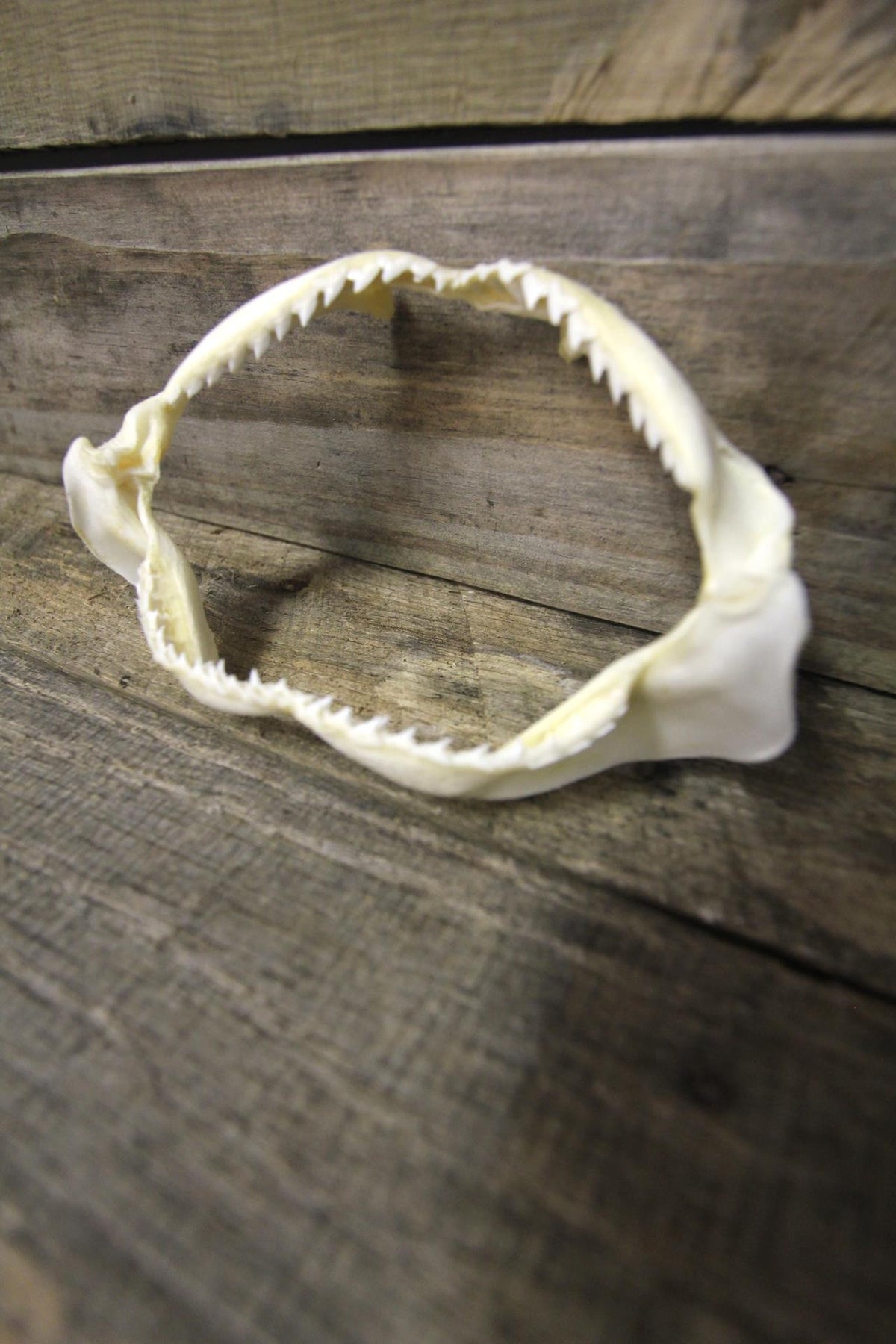 Shark Jaws