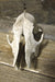 Small Skull